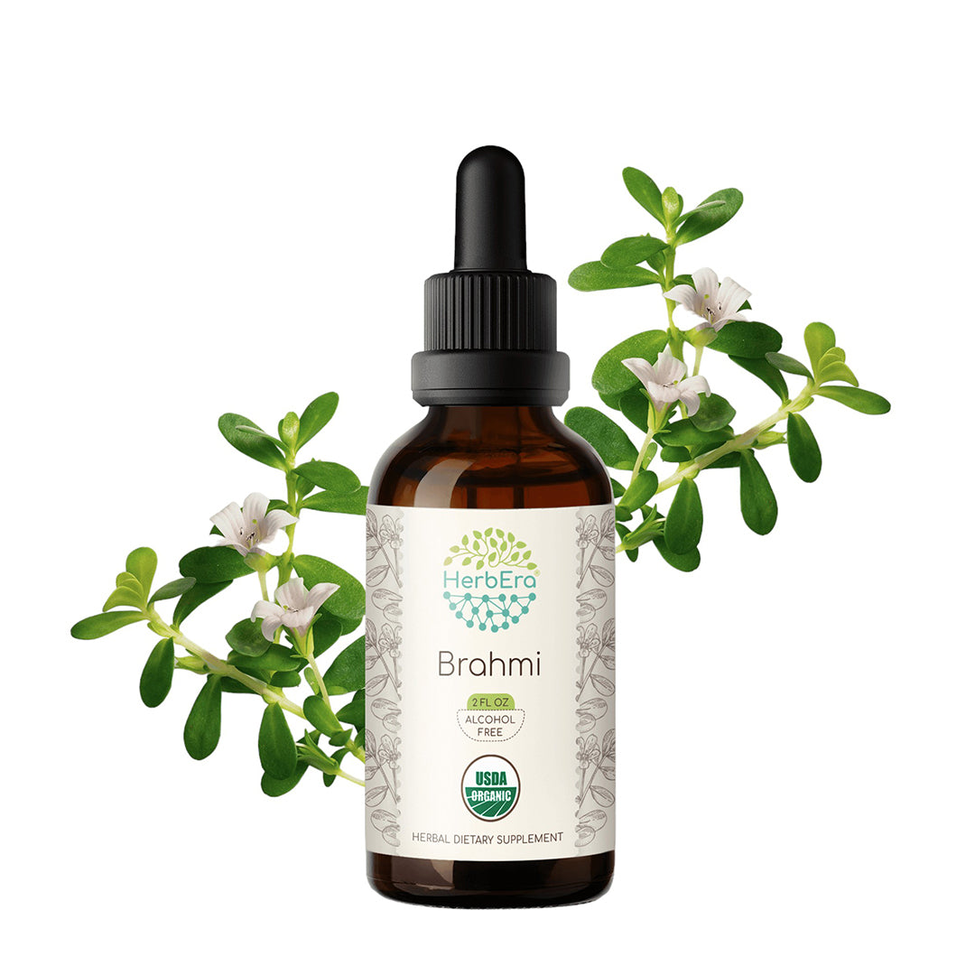 herbera | brahmi (bacopa monnieri) herbal extract tincture | organic | alcohol-free | 60ml | made in usa