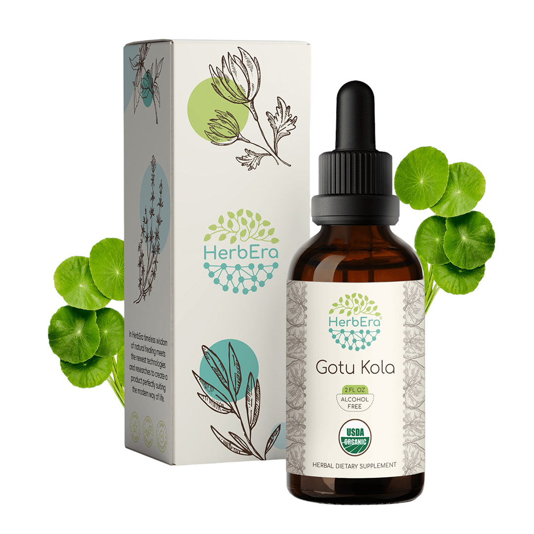 herbera | gotu kola herbal extract tincture | organic | alcohol-free | 60ml | made in usa