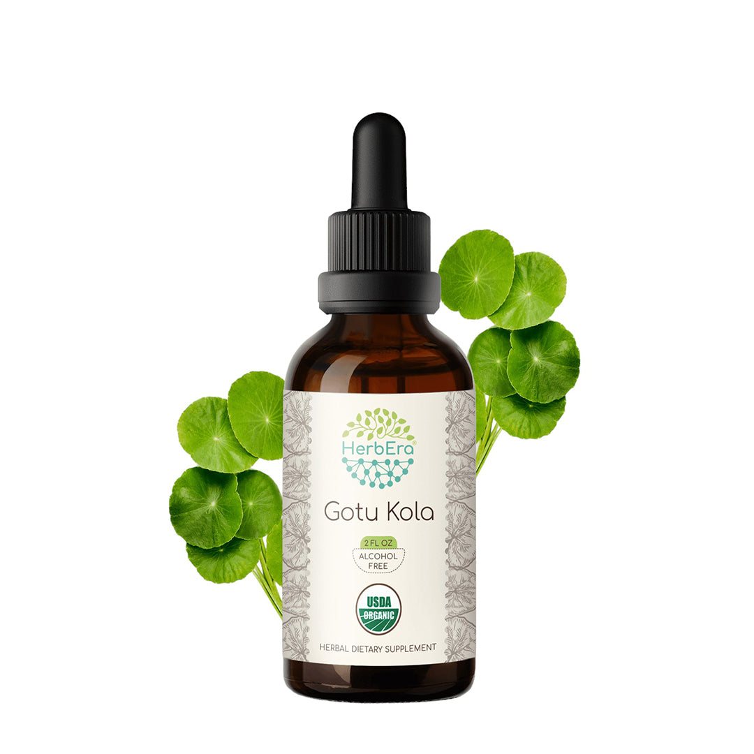 herbera | gotu kola herbal extract tincture | organic | alcohol-free | 60ml | made in usa