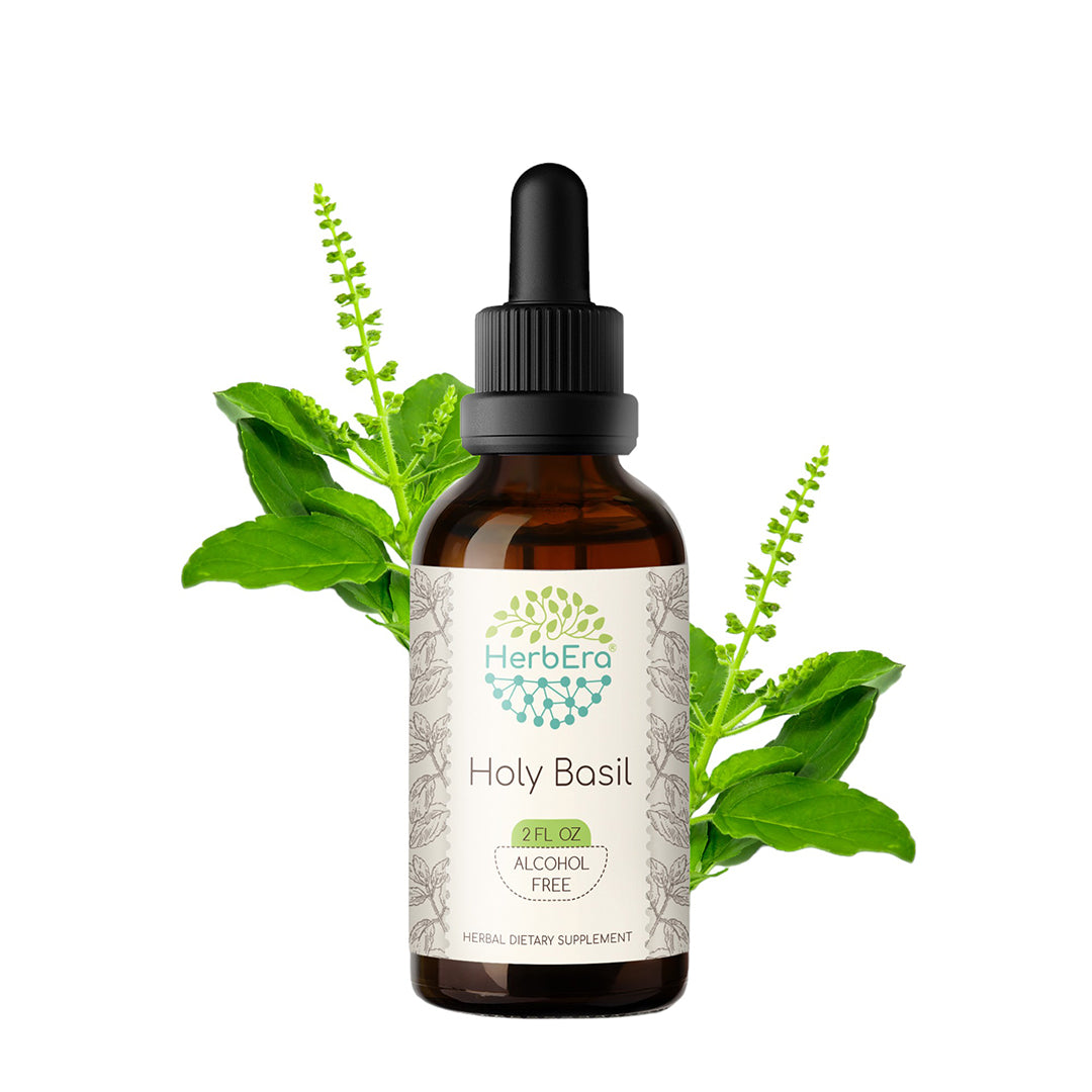 herbera | holy basil (tulsi) herbal extract tincture | organic | alcohol-free | 60ml | made in usa