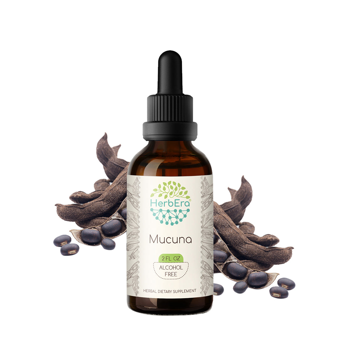 herbera | mucuna herbal extract tincture | organic | alcohol-free | 60ml | made in usa