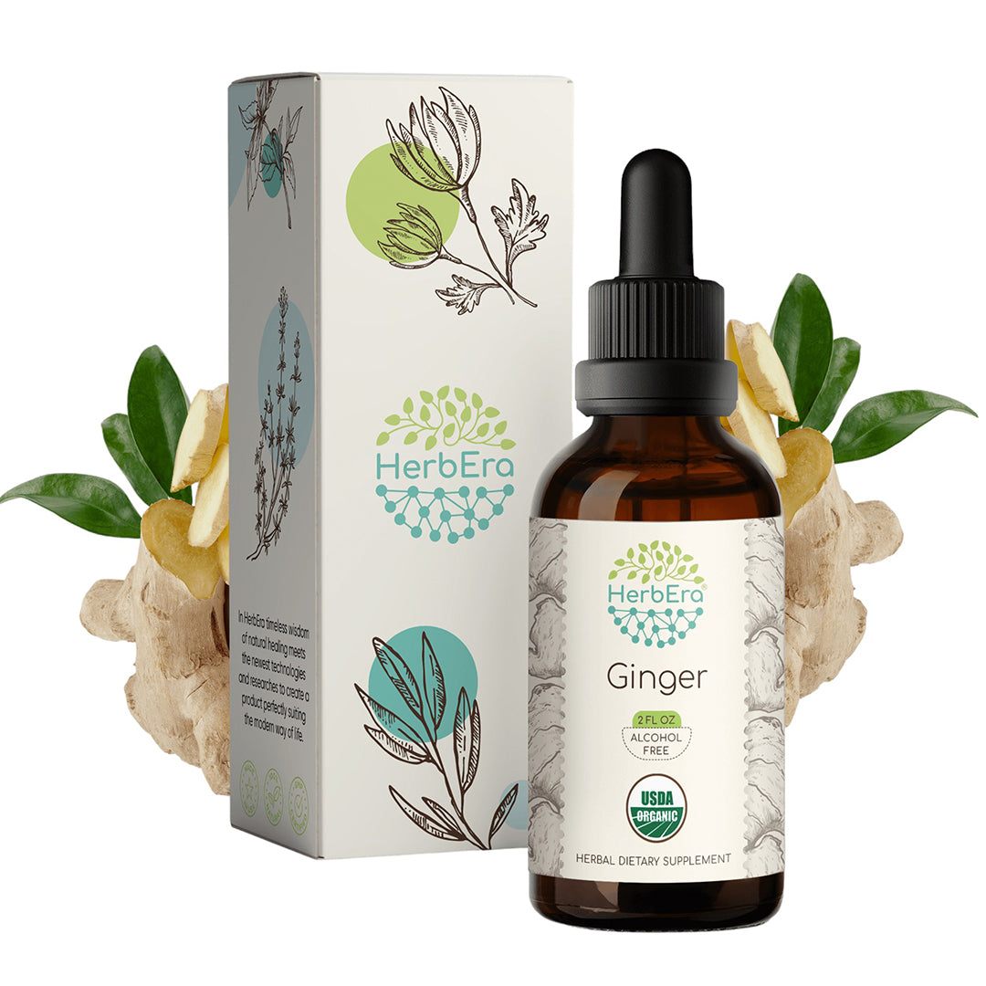 herbera | ginger herbal extract tincture | organic | alcohol-free | 60ml | made in usa