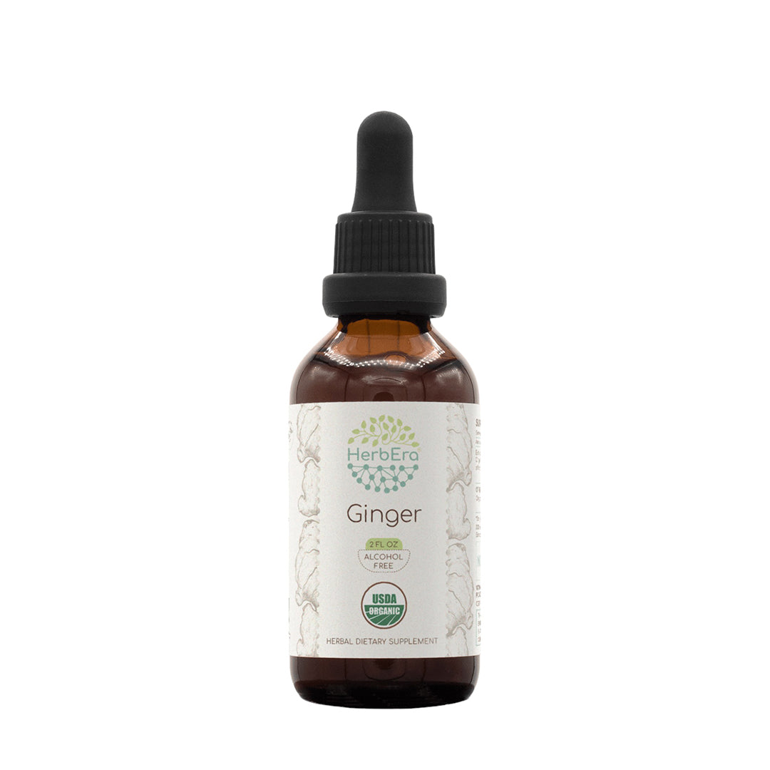 herbera | ginger herbal extract tincture | organic | alcohol-free | 60ml | made in usa
