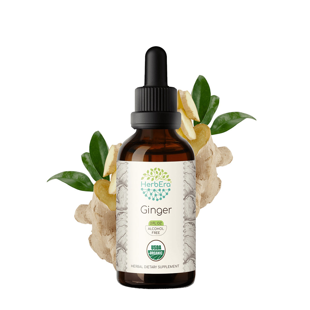 herbera | ginger herbal extract tincture | organic | alcohol-free | 60ml | made in usa
