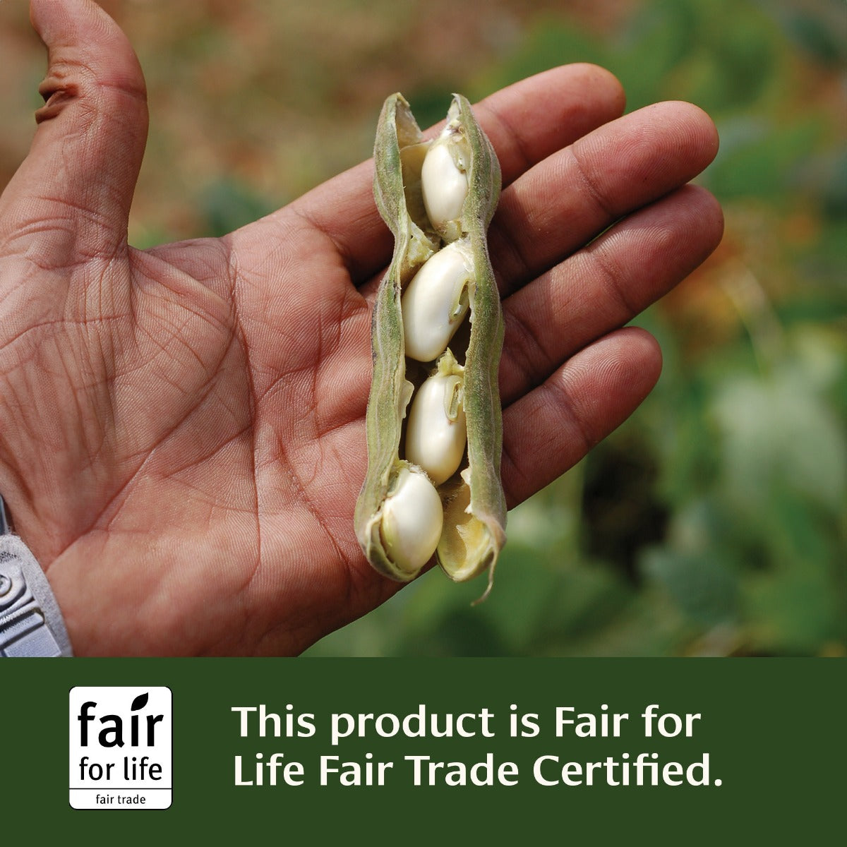 mucuna (kapikacchu) tablets | certified organic