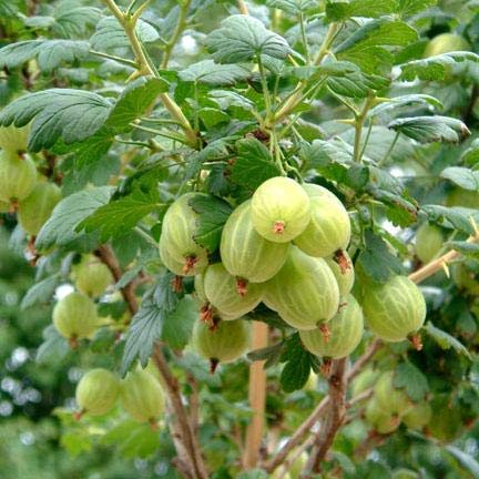 amla fruit