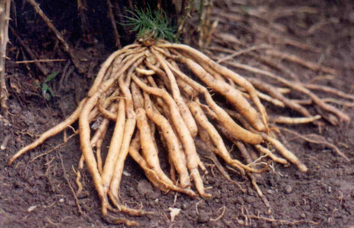 shatavari root
