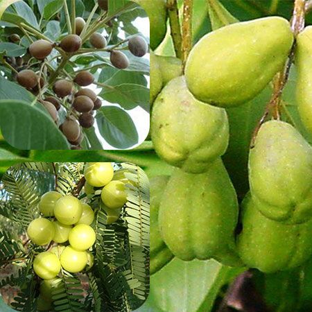 harmony veda triphala guggulu capsules