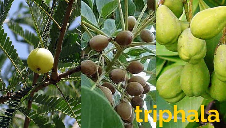 harmony veda triphala guggulu capsules