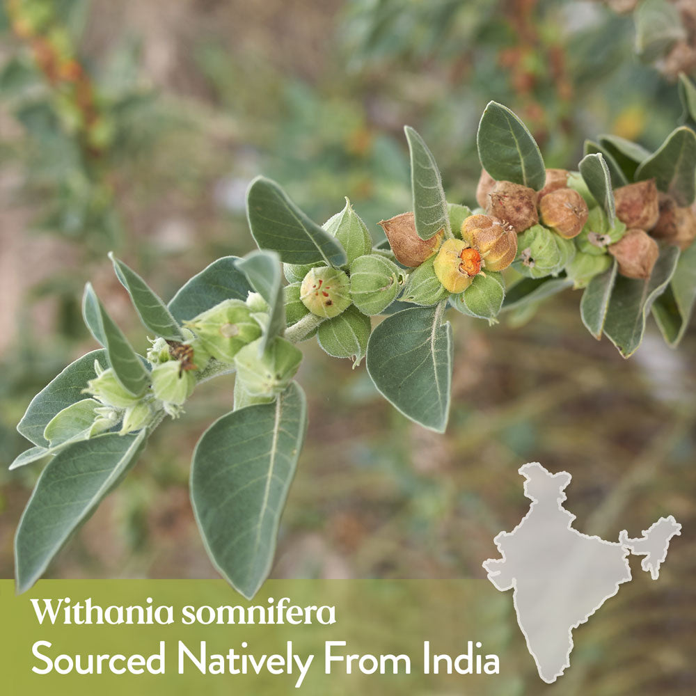 natures sunshine | ashwagandha | withania | 100 capsules
