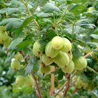 Amla Fruit