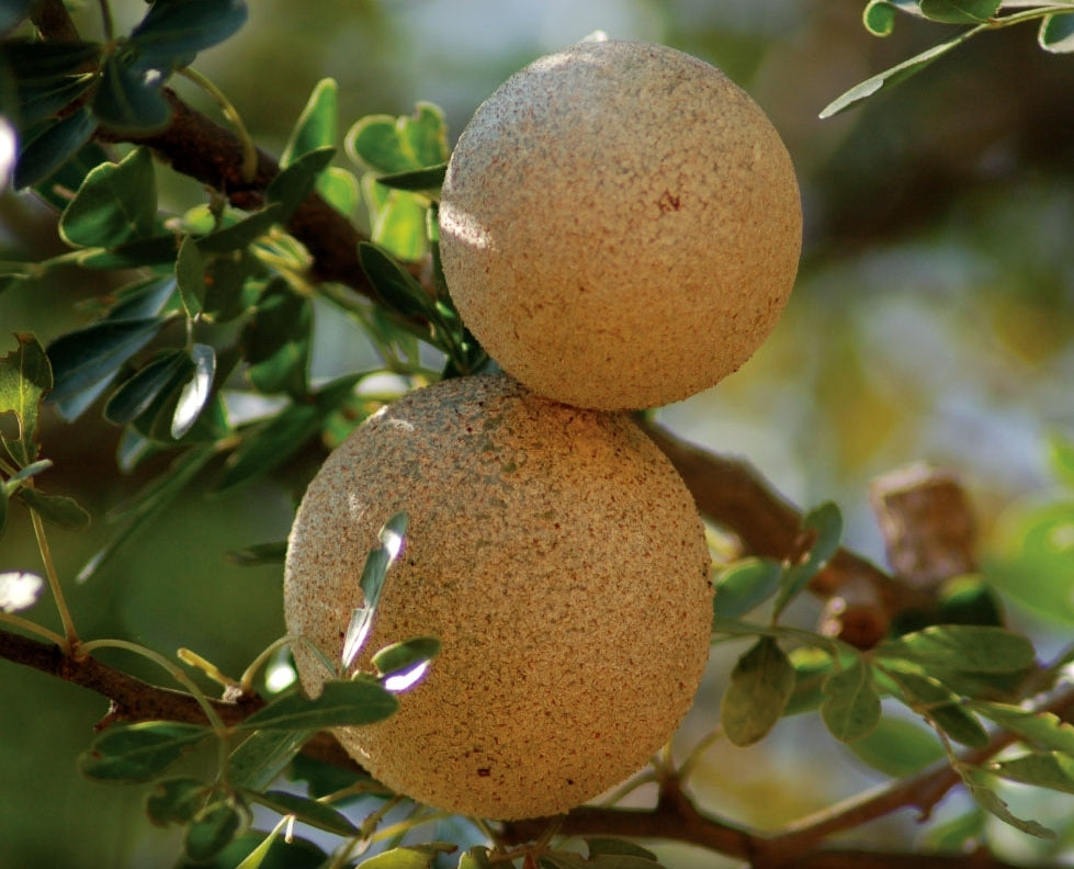 Harmony Veda | BILVA SUPREME | Aegle marmelos | Support Bowl Function | 120 Capsules